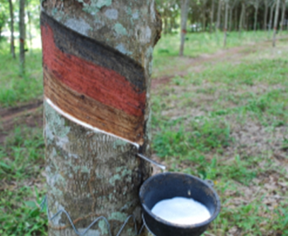 The Japan Rubber Futures Weekly Report (April 4, 2022)